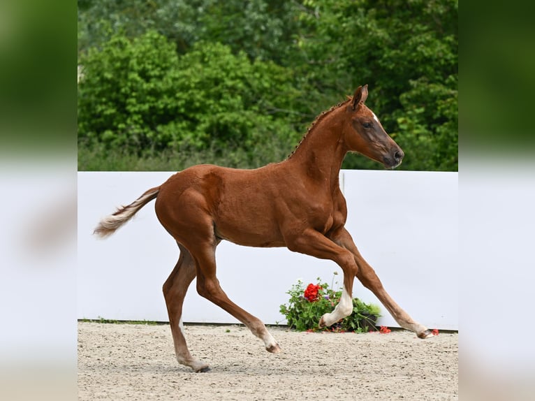 German Sport Horse Mare Foal (03/2024) Chestnut in Weilheim an der Teck