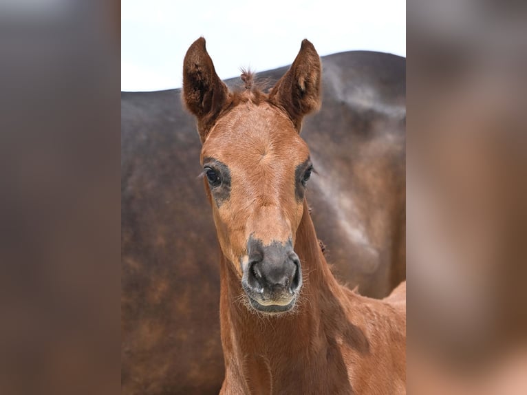 German Sport Horse Mare Foal (04/2025) Chestnut in Gomadingen
