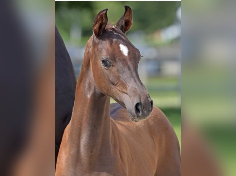 German Sport Horse Mare Foal (04/2024) Chestnut in Wiesbaden