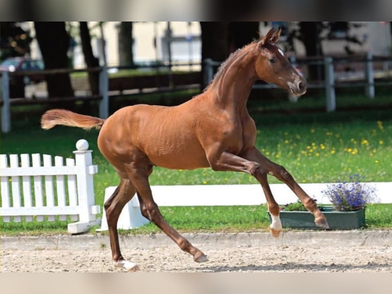 German Sport Horse Mare Foal (04/2024) Chestnut in Wiesbaden