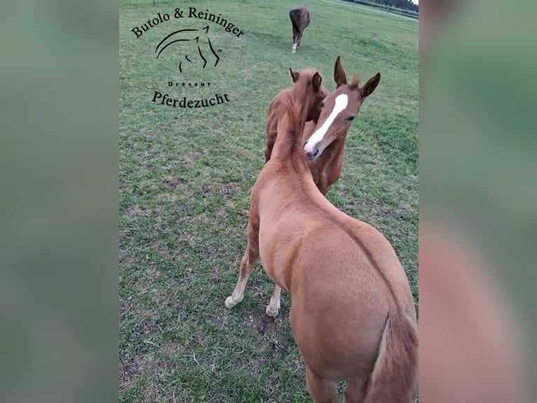 German Sport Horse Mare  Chestnut-Red in Babensham