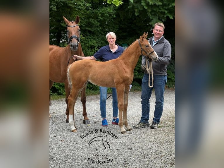 German Sport Horse Mare  Chestnut-Red in Babensham