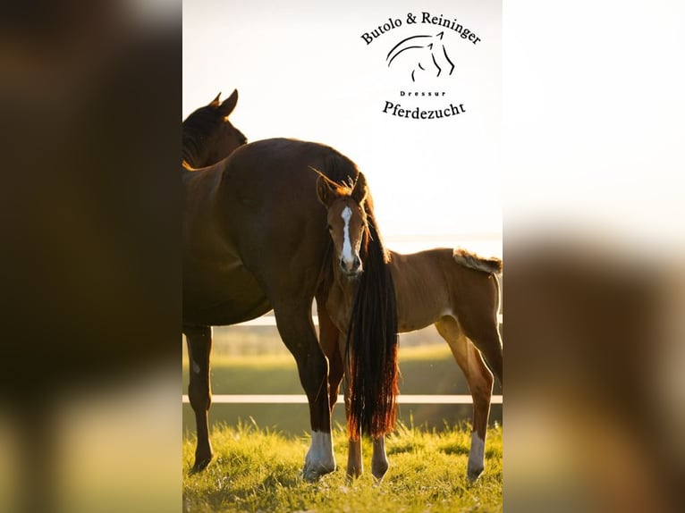 German Sport Horse Mare  Chestnut-Red in Babensham