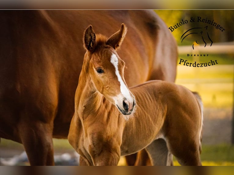 German Sport Horse Mare  Chestnut-Red in Babensham