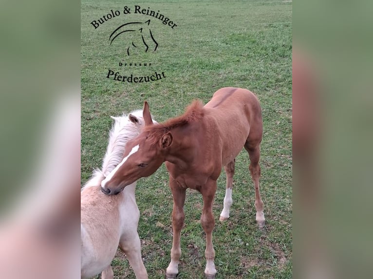 German Sport Horse Mare  Chestnut-Red in Babensham