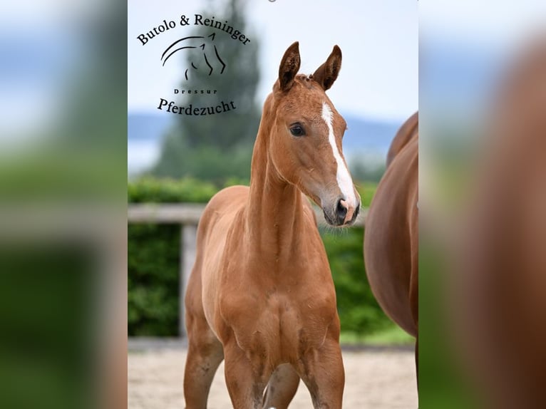 German Sport Horse Mare  Chestnut-Red in Babensham