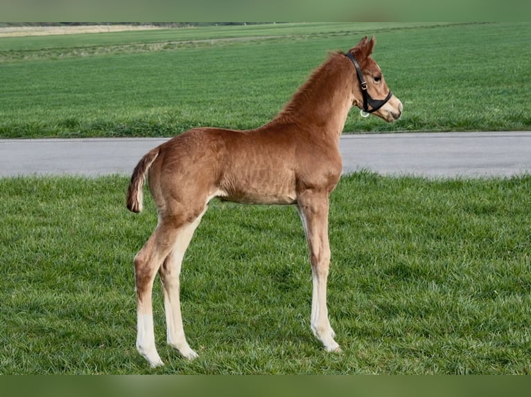 German Sport Horse Mare Foal (03/2026) Chestnut-Red in Bruchmühlbach-Miesau