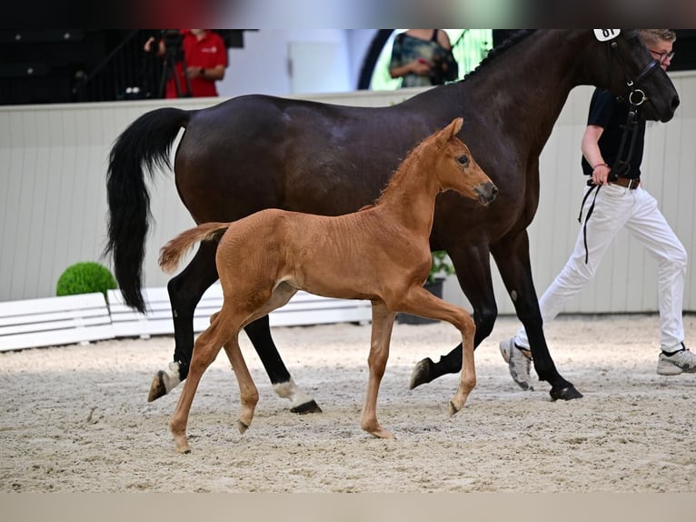 German Sport Horse Mare Foal (06/2026) Chestnut-Red in Goldenbow