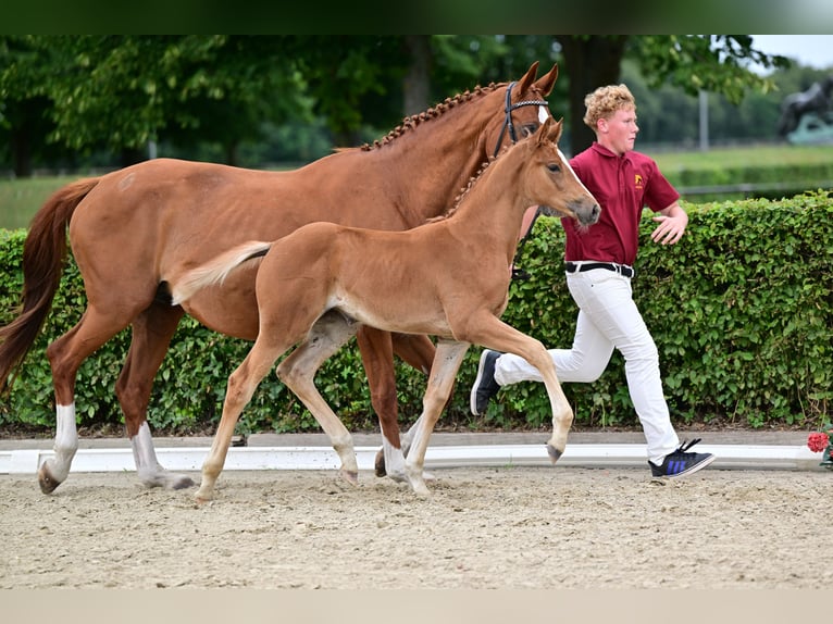 German Sport Horse Mare Foal (05/2026) Chestnut-Red in Wenddorf