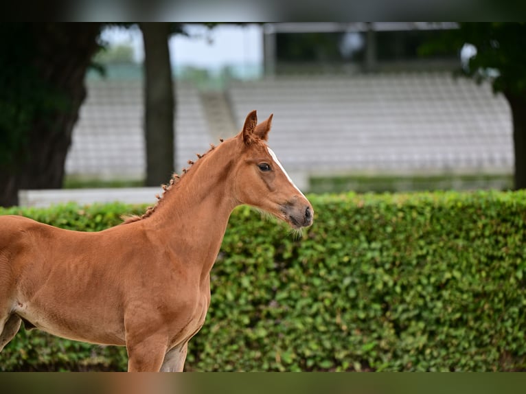 German Sport Horse Mare Foal (05/2026) Chestnut-Red in Wenddorf