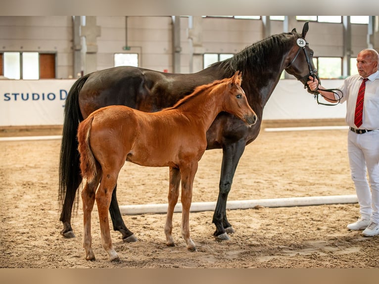 German Sport Horse Mare  Chestnut-Red in Sch&#xF6;nebeck (Elbe)