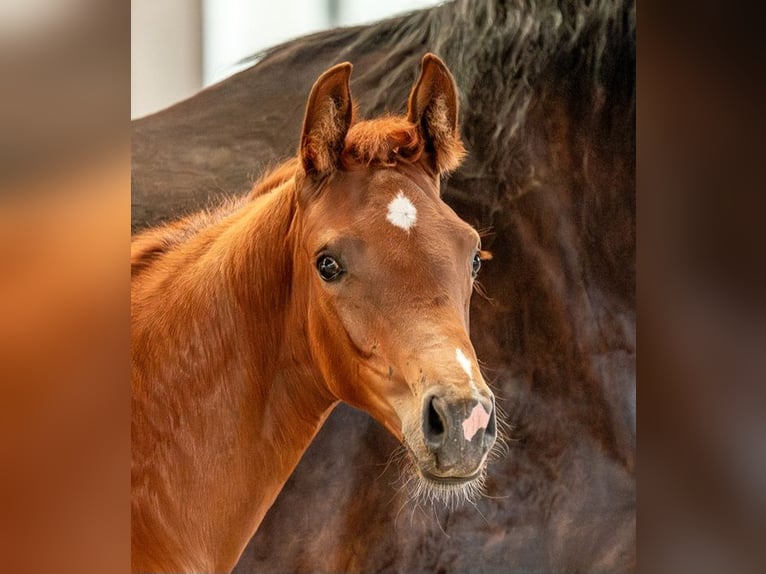 German Sport Horse Mare  Chestnut-Red in Sch&#xF6;nebeck (Elbe)
