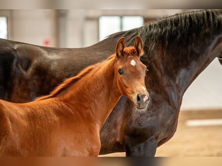 German Sport Horse Mare  Chestnut-Red in Sch&#xF6;nebeck (Elbe)