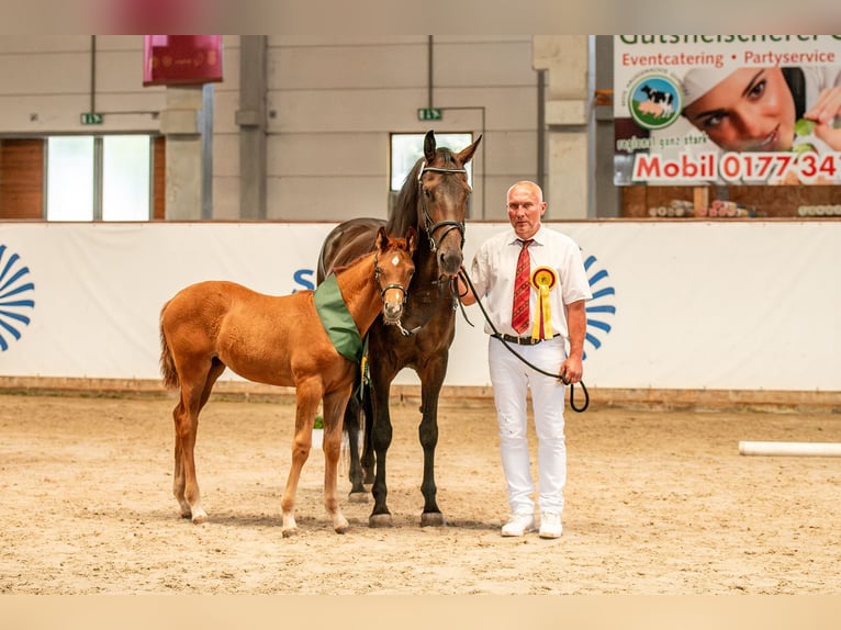 German Sport Horse Mare  Chestnut-Red in Sch&#xF6;nebeck (Elbe)