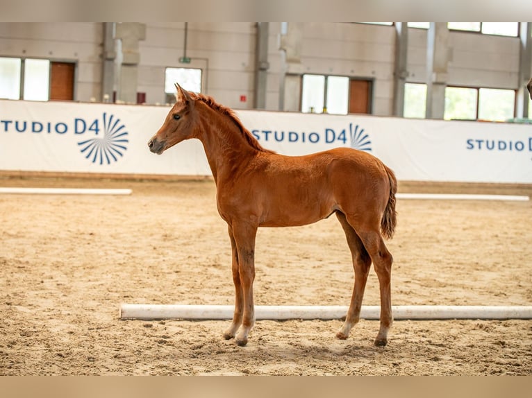 German Sport Horse Mare  Chestnut-Red in Sch&#xF6;nebeck (Elbe)