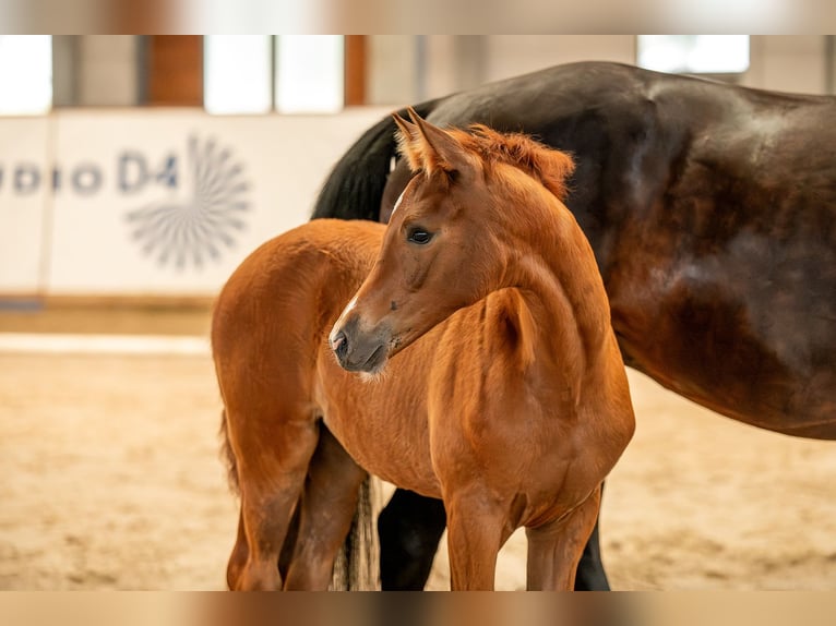 German Sport Horse Mare  Chestnut-Red in Sch&#xF6;nebeck (Elbe)