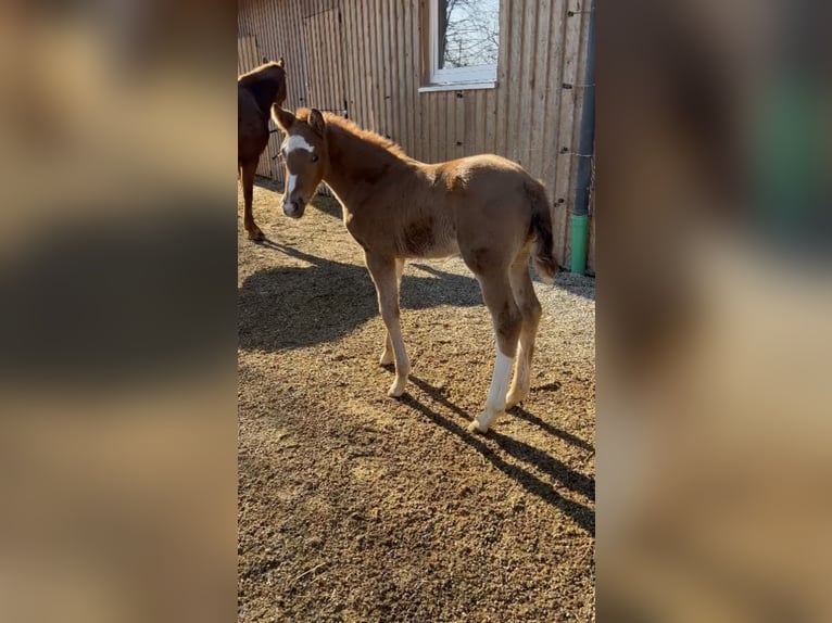 German Sport Horse Mare  Chestnut-Red in Weil