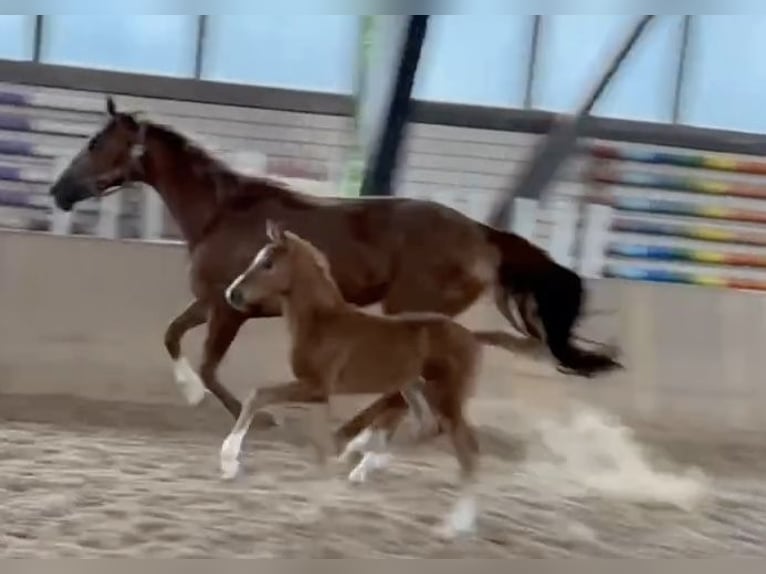 German Sport Horse Mare Foal (05/2024) Chestnut-Red in Heinersreuth