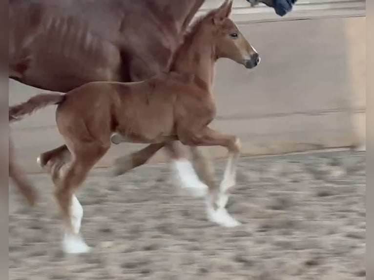 German Sport Horse Mare Foal (05/2024) Chestnut-Red in Heinersreuth