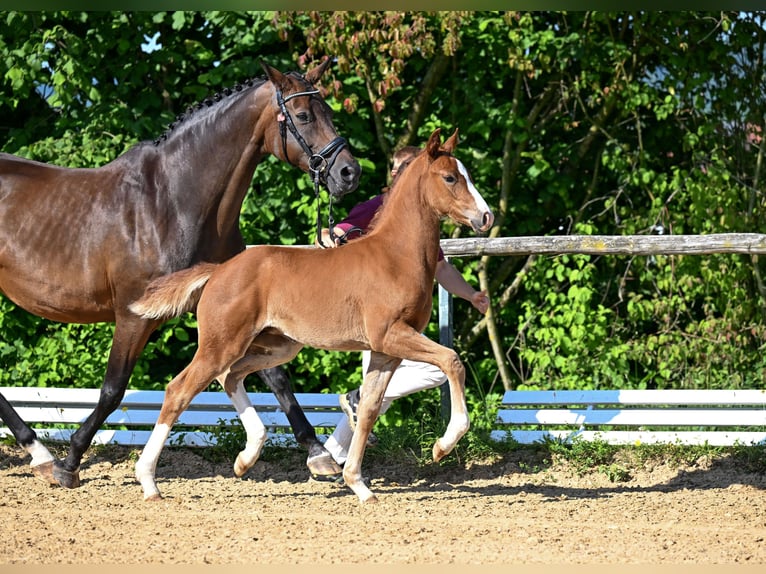 German Sport Horse Mare  Chestnut-Red in Hohenpei&#xDF;enberg