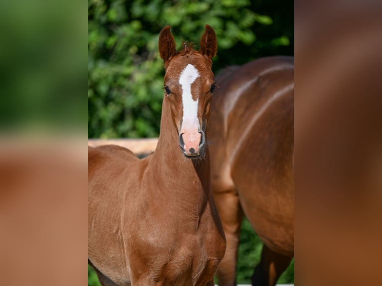 German Sport Horse Mare  Chestnut-Red in Hohenpei&#xDF;enberg