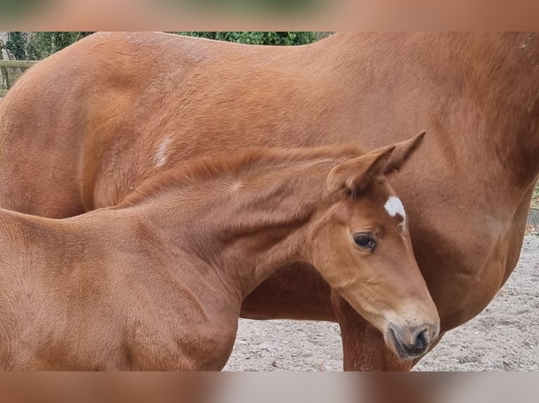 German Sport Horse Mare Foal (03/2026) Chestnut-Red in Gumtow