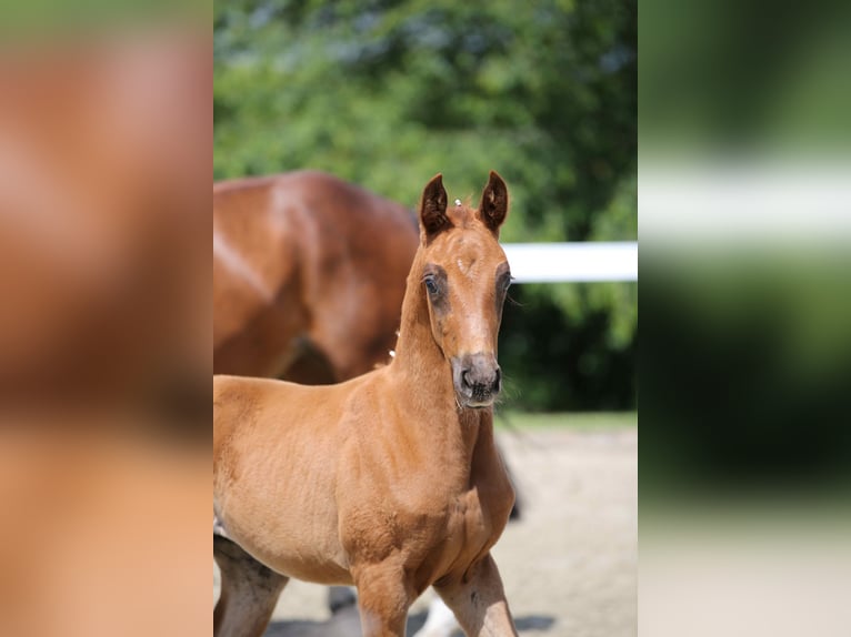 German Sport Horse Mare Foal (04/2024) Chestnut-Red in Moritzburg