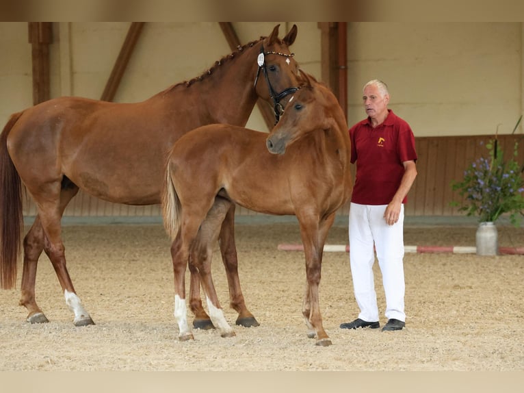 German Sport Horse Mare  Chestnut-Red in M&#xFC;ncheberg