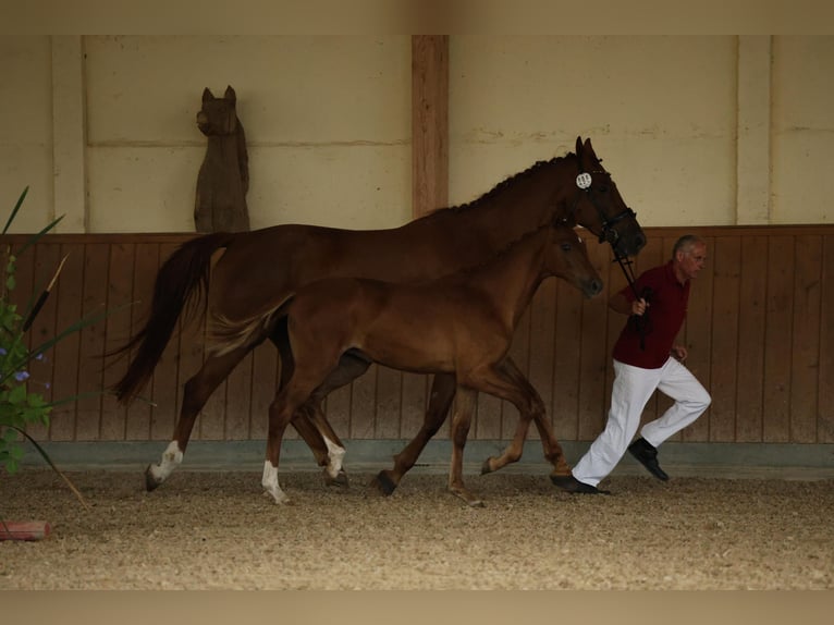 German Sport Horse Mare  Chestnut-Red in M&#xFC;ncheberg