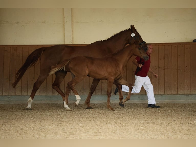 German Sport Horse Mare  Chestnut-Red in M&#xFC;ncheberg