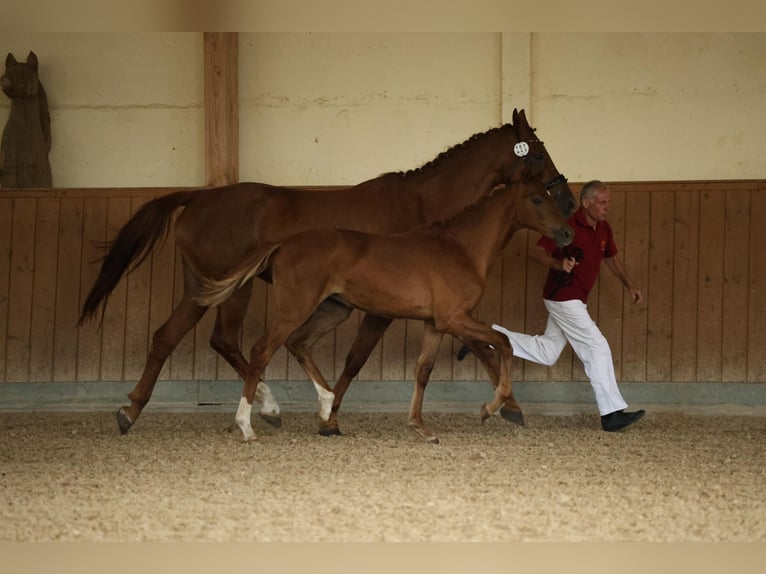 German Sport Horse Mare  Chestnut-Red in M&#xFC;ncheberg