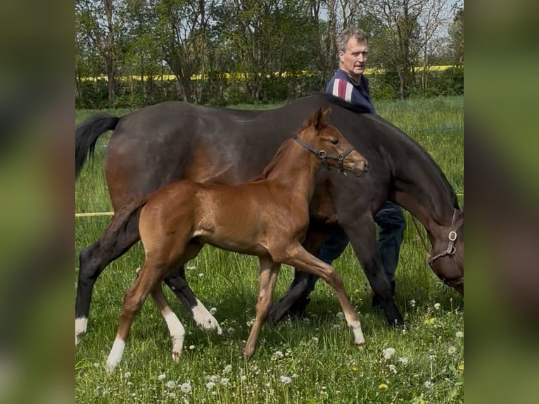 German Sport Horse Mare Foal (04/2025) Chestnut-Red in Schleibnitz