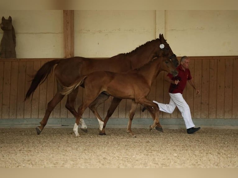 German Sport Horse Mare Foal (02/2025) Chestnut-Red in M&#xFC;ncheberg