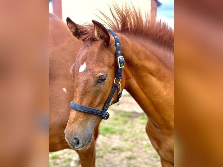 German Sport Horse Mare Foal (02/2025) Chestnut-Red in M&#xFC;ncheberg