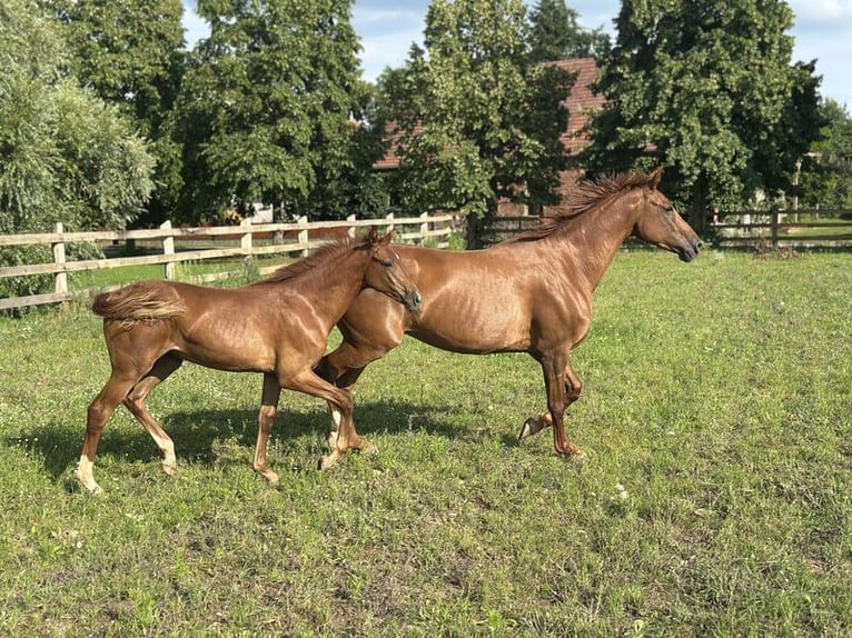 German Sport Horse Mare Foal (02/2025) Chestnut-Red in M&#xFC;ncheberg