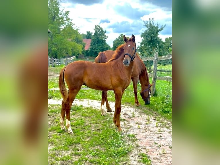 German Sport Horse Mare Foal (02/2025) Chestnut-Red in M&#xFC;ncheberg