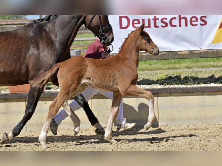 German Sport Horse Mare Foal (03/2026) Chestnut-Red in Weilburg