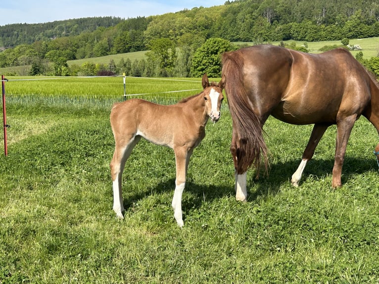 German Sport Horse Mare  Chestnut-Red in Gro&#xDF;schirma