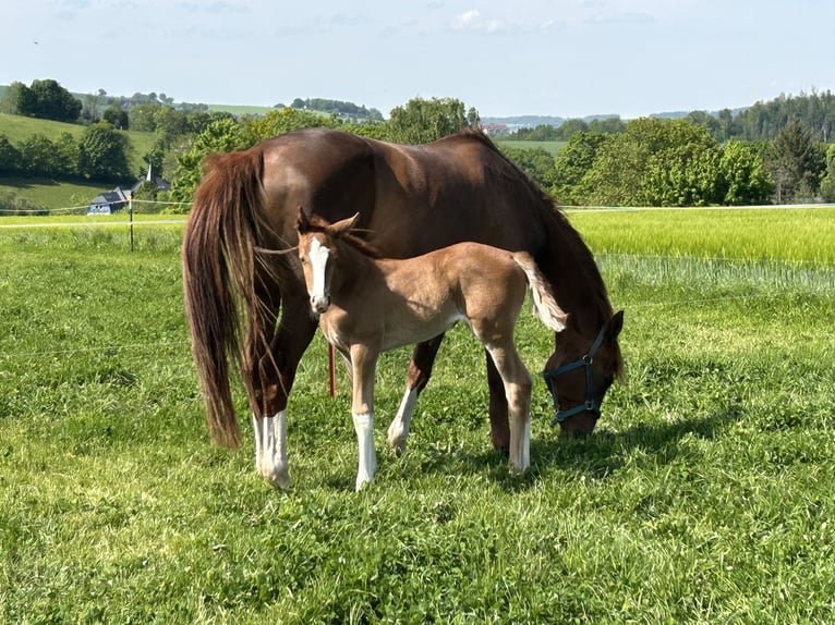 German Sport Horse Mare  Chestnut-Red in Gro&#xDF;schirma