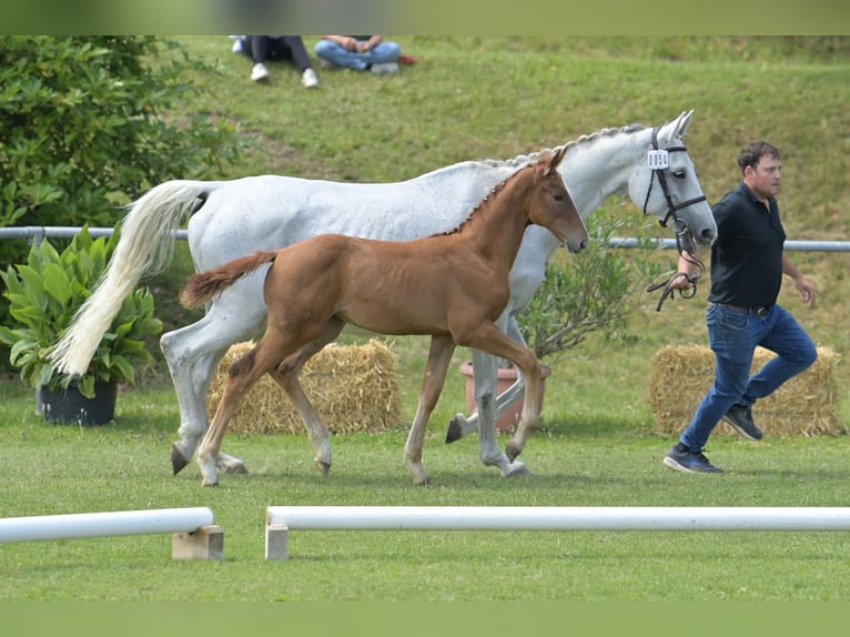 German Sport Horse Mare Foal (04/2025) Chestnut-Red in Fronhofen