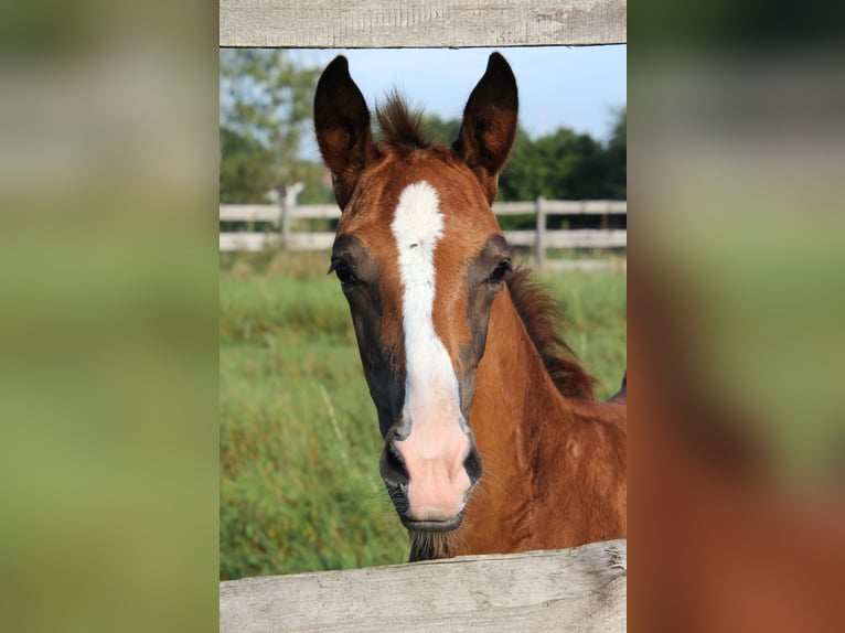 German Sport Horse Mare Foal (06/2024) in Bruchköbel