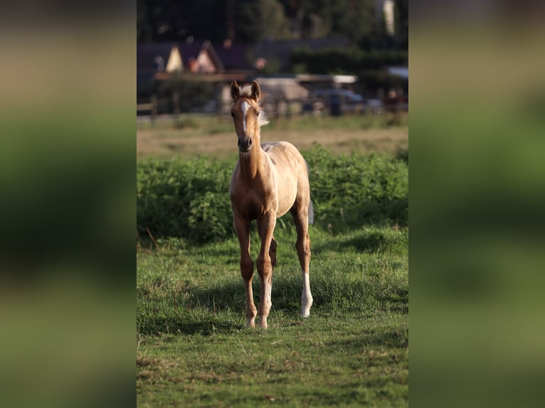 German Sport Horse Mare Foal (05/2026)  in Groß Kreutz