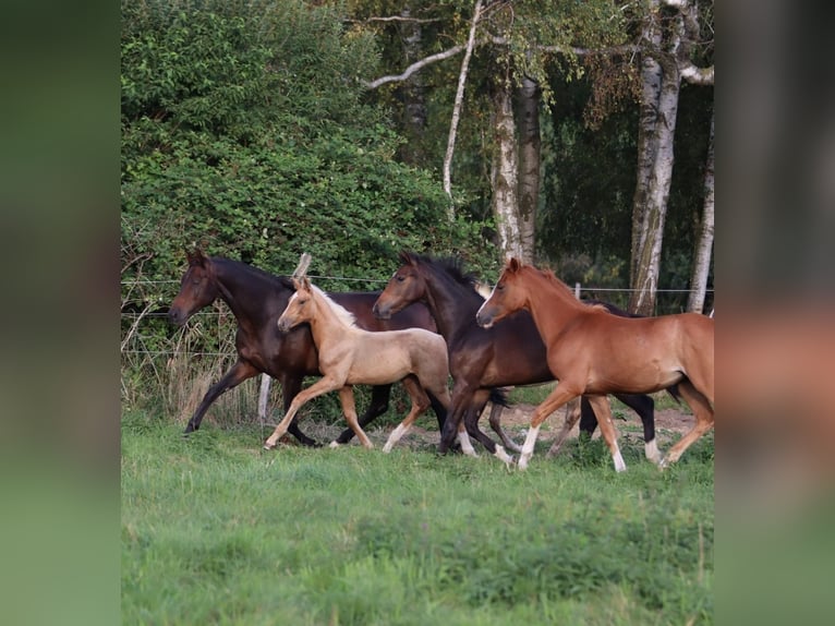 German Sport Horse Mare Foal (05/2026)  in Groß Kreutz