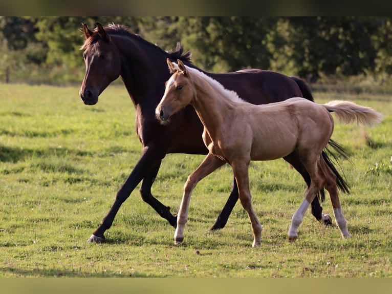 German Sport Horse Mare Foal (05/2026)  in Groß Kreutz