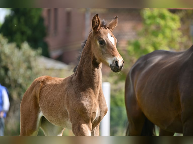 German Sport Horse Mare Foal (04/2025) in Sch&#xF6;nwalde-Glien
