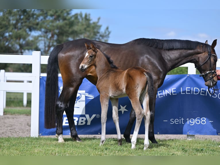 German Sport Horse Mare Foal (04/2025) in Sch&#xF6;nwalde-Glien