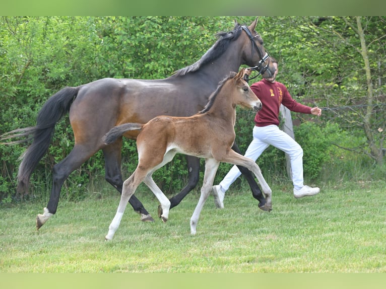 German Sport Horse Mare Foal (04/2025) in Sch&#xF6;nwalde-Glien