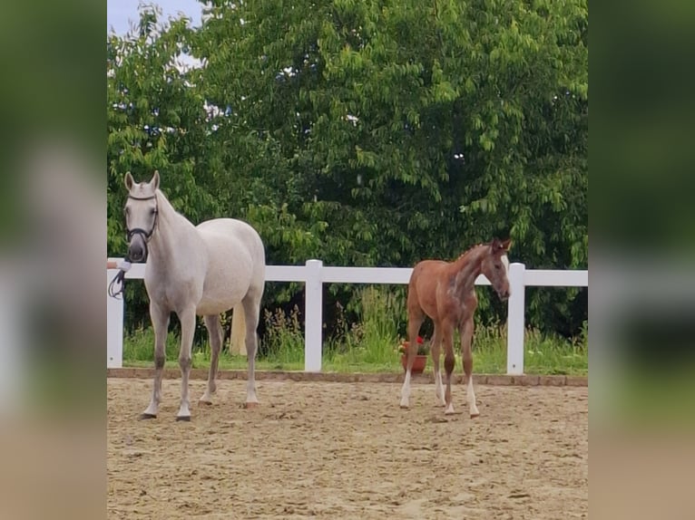 German Sport Horse Mare  Gray in Amtsberg