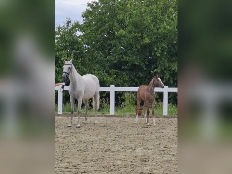 German Sport Horse Mare  Gray in Amtsberg