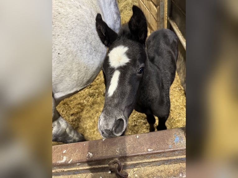 German Sport Horse Mare Foal (04/2025) Grey in Hardthausen am Kocher